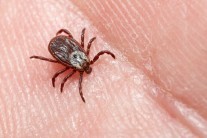 Aktivita klíšťat i pylu na části území zůstane mimořádně vysoko